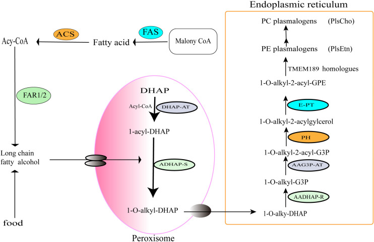 FIGURE 3