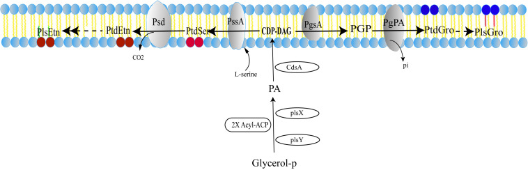 FIGURE 2