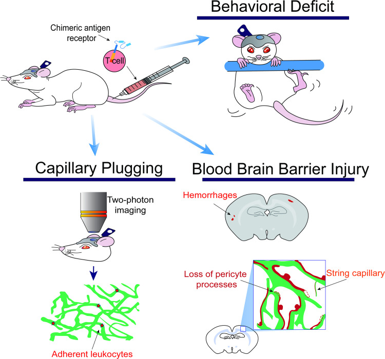 Graphical Abstract