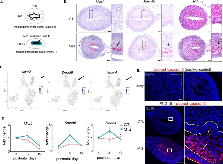 Figure 4—figure supplement 1.