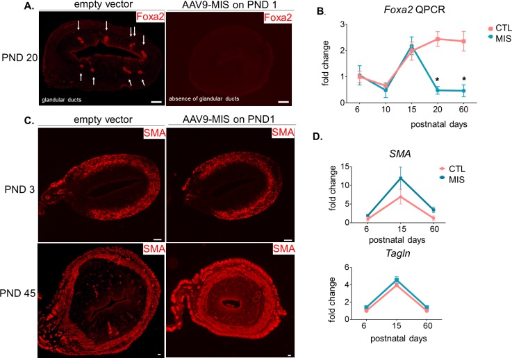 Figure 2—figure supplement 1.