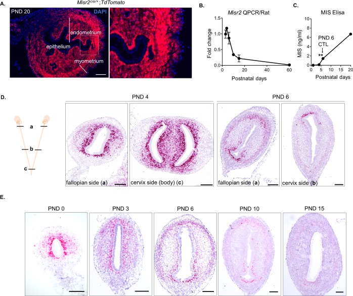 Figure 1—figure supplement 1.