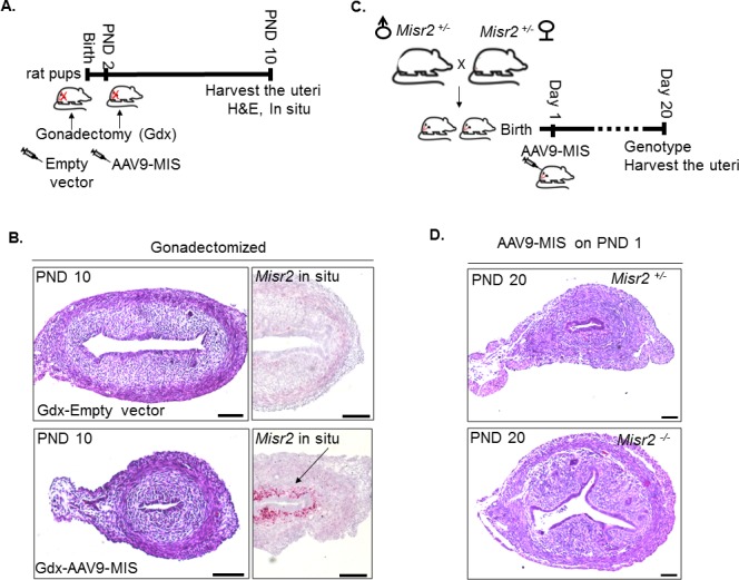 Figure 5—figure supplement 2.