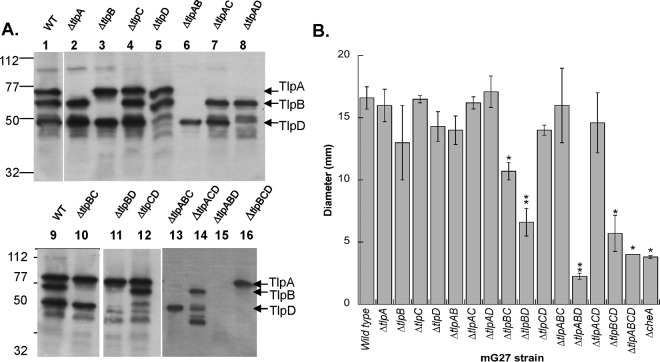FIG 1
