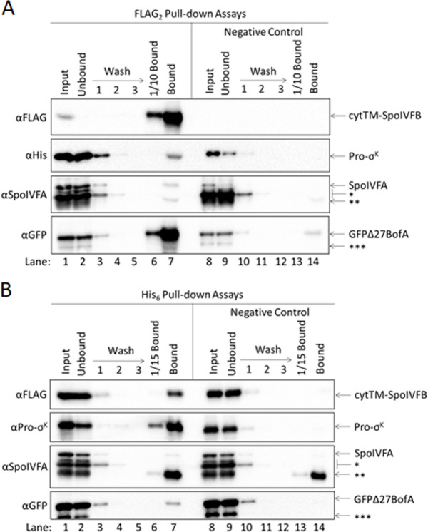 Figure 5—figure supplement 2.