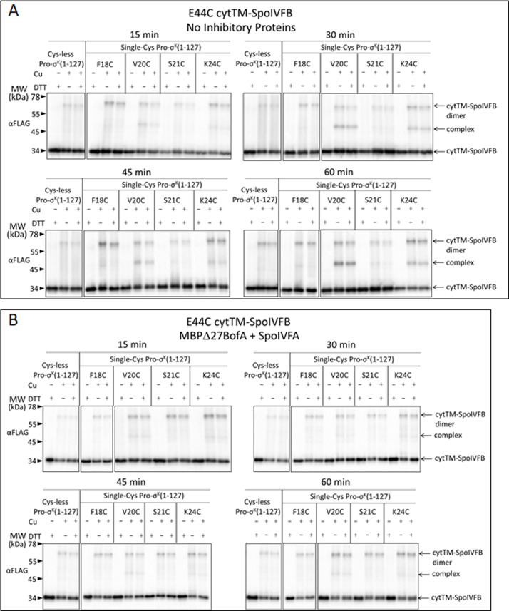 Figure 6—figure supplement 1.