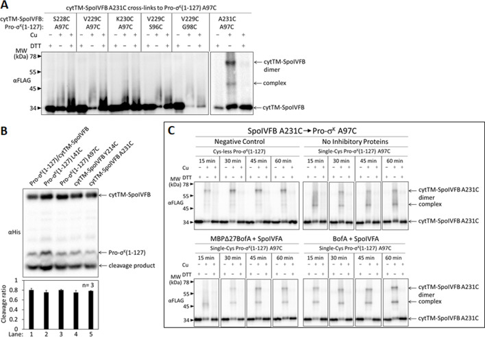 Figure 5—figure supplement 3.