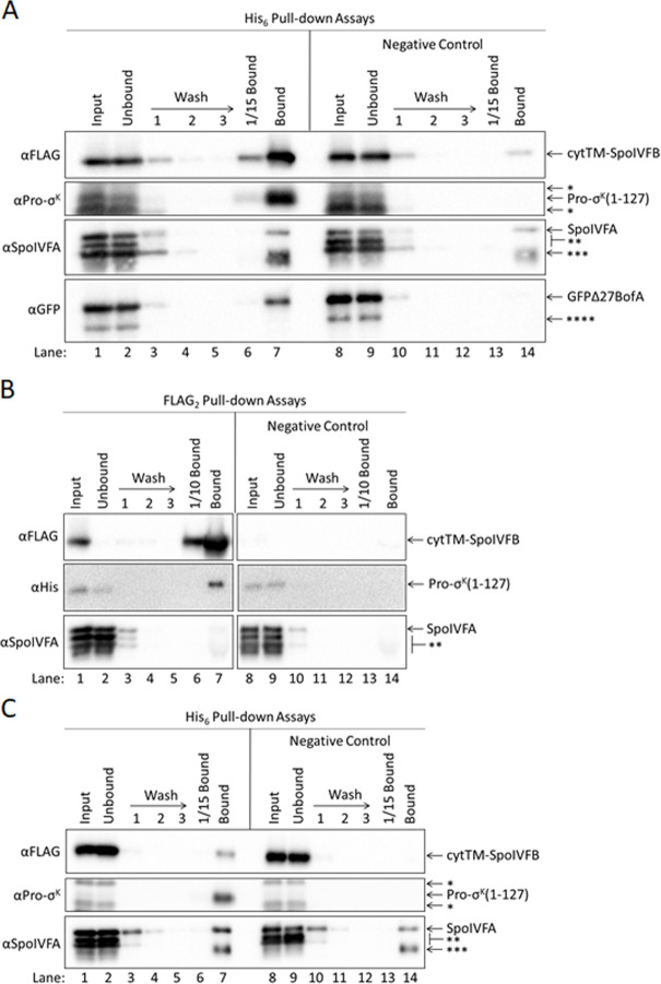 Figure 5—figure supplement 1.