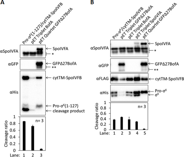 Figure 1—figure supplement 2.