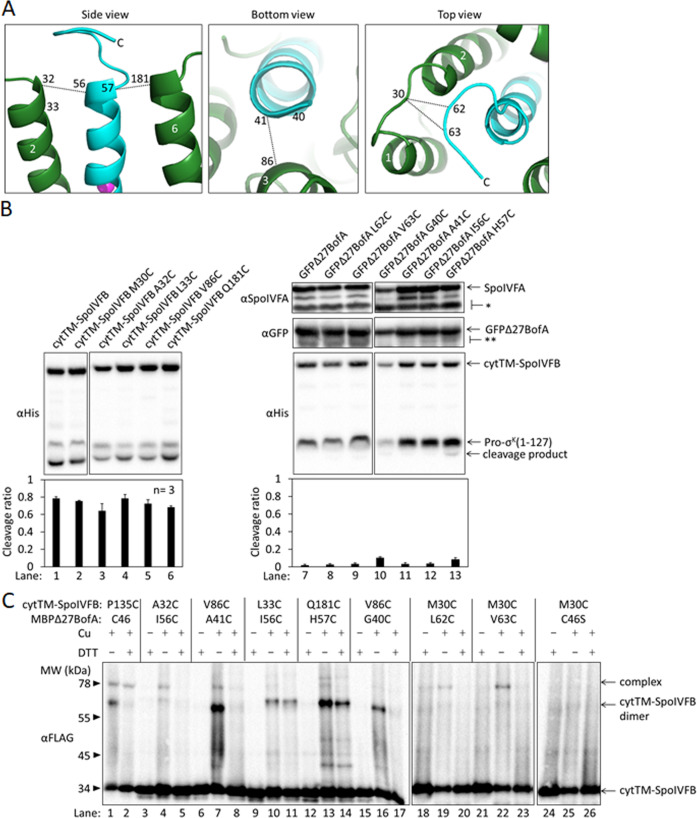 Figure 4—figure supplement 5.