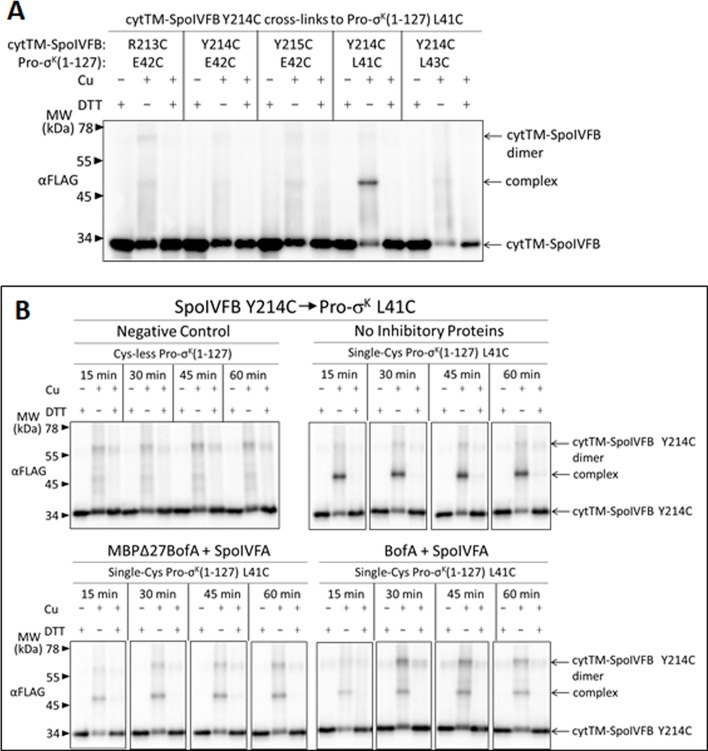 Figure 6—figure supplement 5.