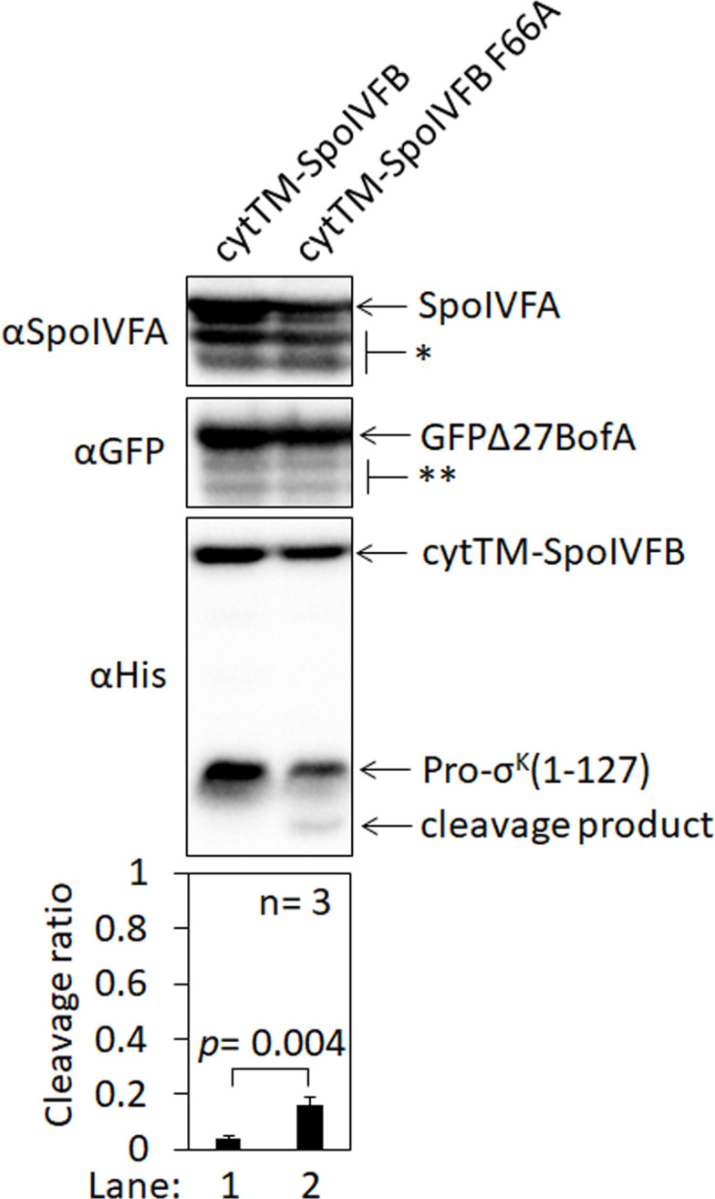 Figure 1—figure supplement 4.