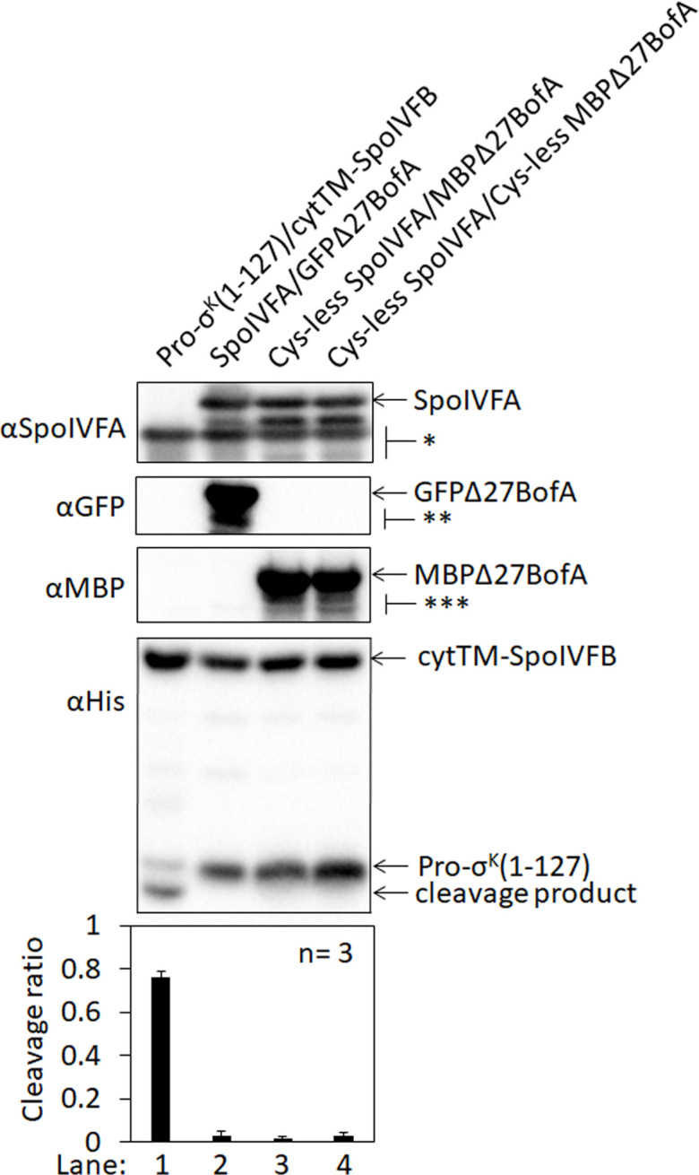 Figure 4—figure supplement 2.