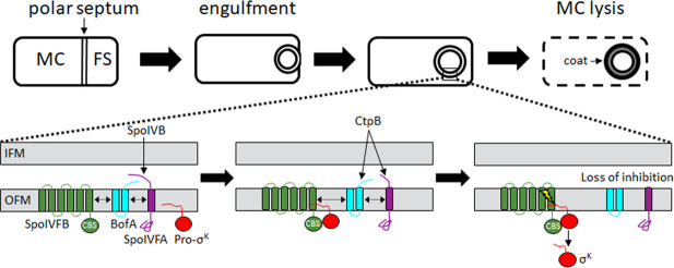 Figure 1—figure supplement 1.