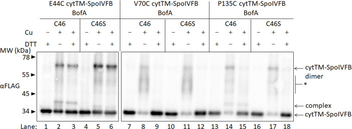 Figure 4—figure supplement 4.