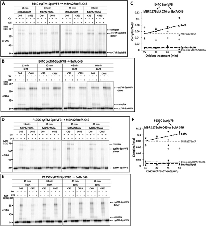 Figure 6—figure supplement 4.