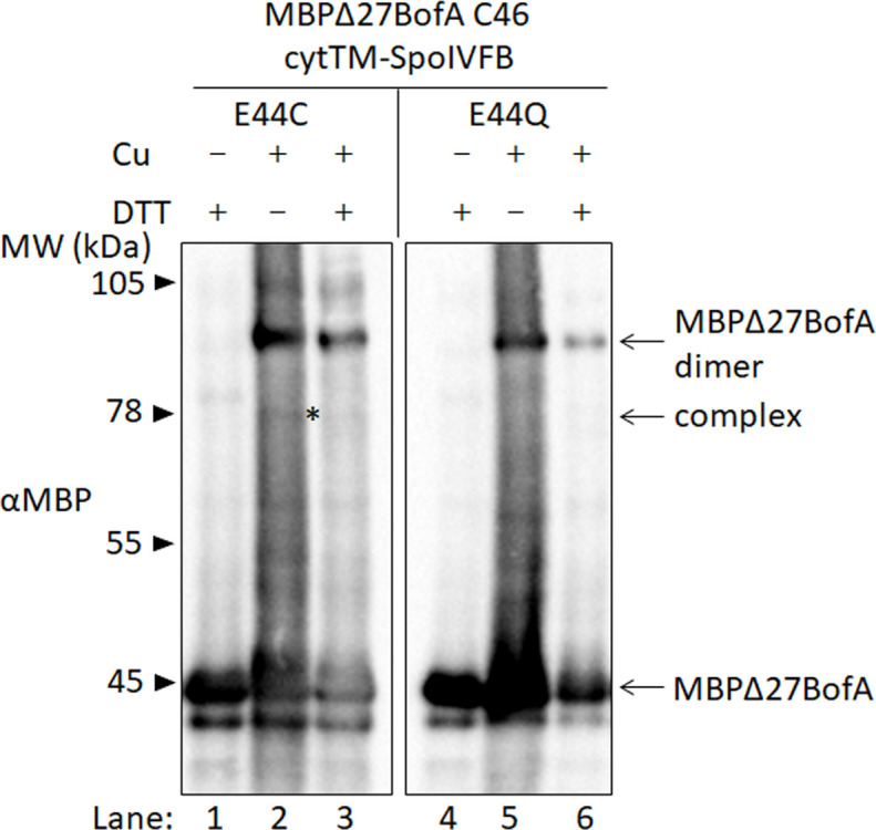 Figure 4—figure supplement 3.