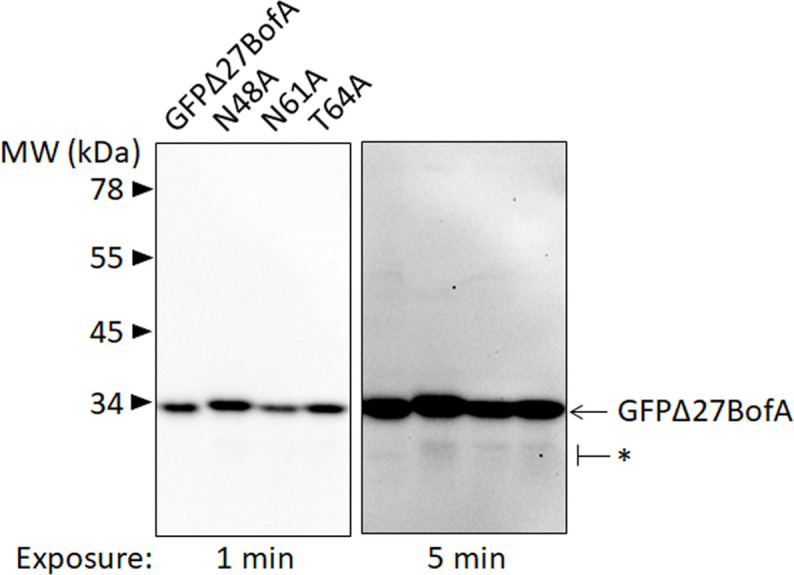 Figure 3—figure supplement 1.