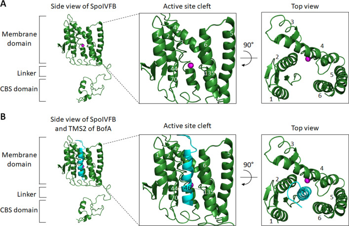 Figure 4—figure supplement 1.