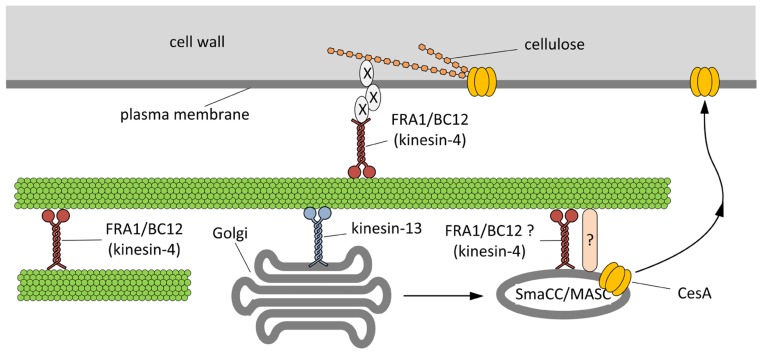 FIGURE 3