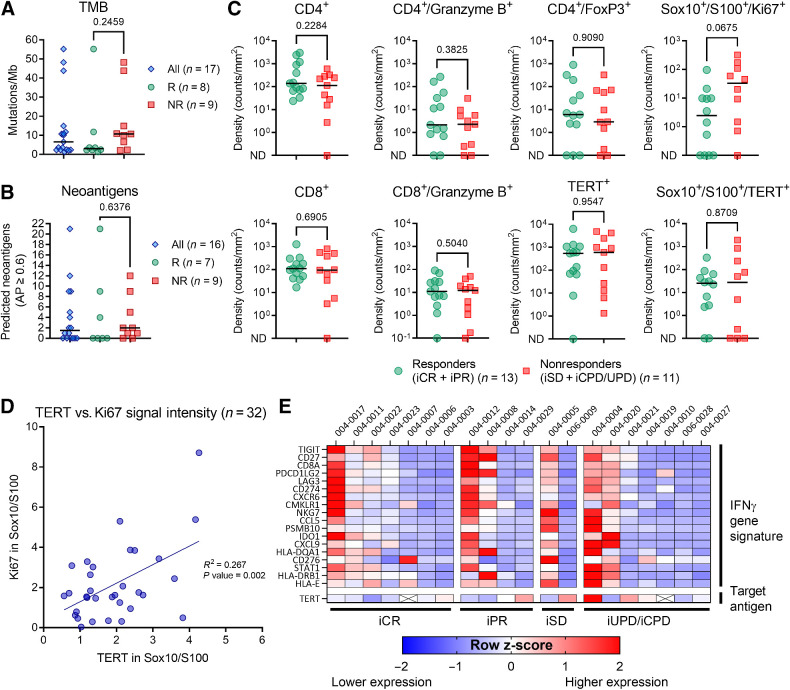 Figure 3. Baseline tumor characteristics in clinical responders and nonresponders. A, TMB and (B) predicted neoantigen in all patients with available baseline biopsy. C, Baseline multiplex immunofluorescence staining of T cells (CD4+ and CD8+), regulatory CD4 T cells (CD4+/FoxP3+), granzyme B+, hTERT+, Ki67+, and melanoma cells (Sox10+/S100+). Two samples with no Sox10/S100 stained cells were excluded from the analysis of co-staining melanoma cells and hTERT and Ki67. D, Among all available biopsies (both baseline and week 14), there was a significant correlation between signal intensity of Ki67 and TERT within melanoma cells (simple linear regression, R2 = 0.267; P = value 0.002). E, Baseline levels of the 18-gene IFNγ gene signature expression according to iRECIST category. Heat map shows the calculated z-score, representing the relative expression levels across patient samples. Unless otherwise described, all reported P values represent results from the unpaired nonparametric test (Mann–Whitney). ND, not detected. R, clinical responder. NR, clinical nonresponders.