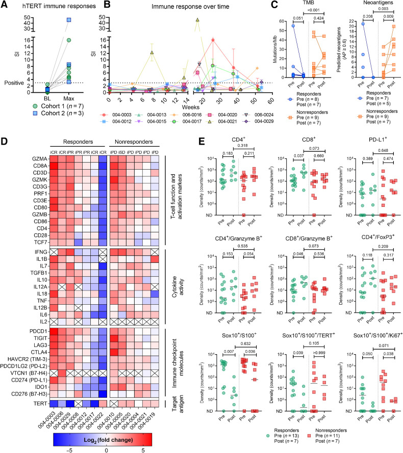 Figure 4. Anti-hTERT immune responses and impact of therapy on tumor gene expression, infiltration of lymphocytes, and tumor markers. A, Vaccine-induced T-cell responses against hTERT were documented in 10 patients. Figure shows the difference between baseline sample and highest SI achieved. B, Immune response development over time. C, TMB and neoantigen load in pre- and posttreatment biopsies. D, Change in tumor expression of genes related to T-cell function and activation, cytokine activity, immune checkpoint molecules, and hTERT. Heat map reflects the relative change in expression (transcripts per million) from baseline to week 14. The log2(fold change) was uncalculable for cells marked with “X” (zero transcripts per million in either baseline or week 14 biopsy). E, Comparison of immunofluorescence staining of biopsies at baseline and week 14. In the analysis of Sox10/S100 co-stained with Ki67 and TERT, six biopsies without any Sox10/S100 stained cells were excluded. All reported P values represent results from the unpaired nonparametric test (Mann–Whitney). ND, not detected.