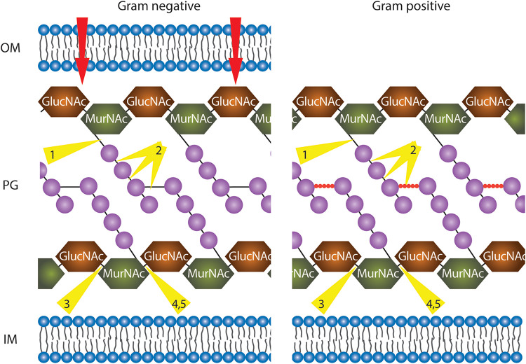 FIGURE 4