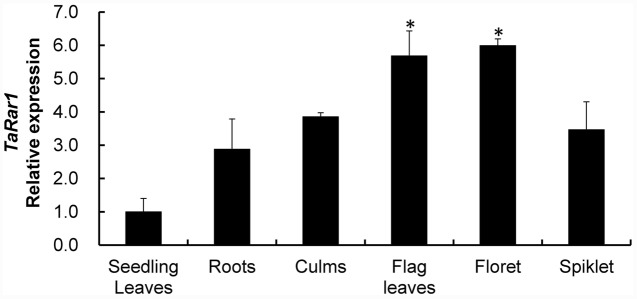 FIGURE 3