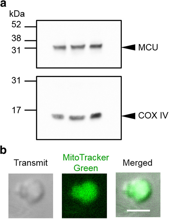 Fig. 1