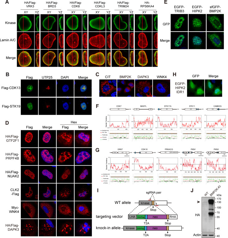 Figure 4—figure supplement 1.