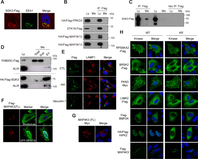 Figure 3—figure supplement 1.