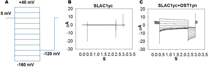 Two-electrode Voltage-clamp Recordings in Xenopus laevis Oocytes ...