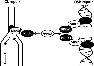 Fig. 6