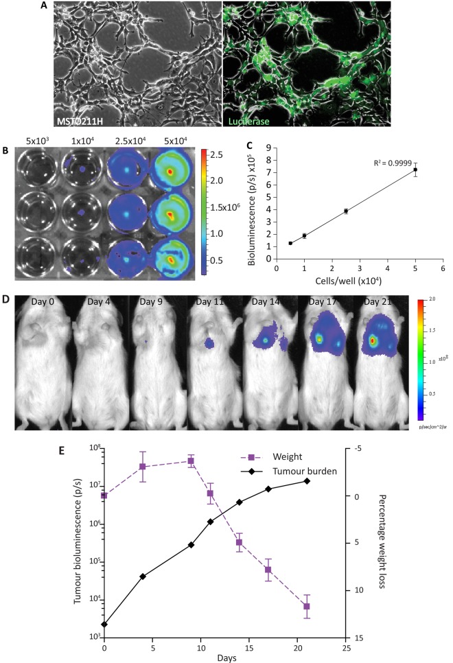 Figure 3