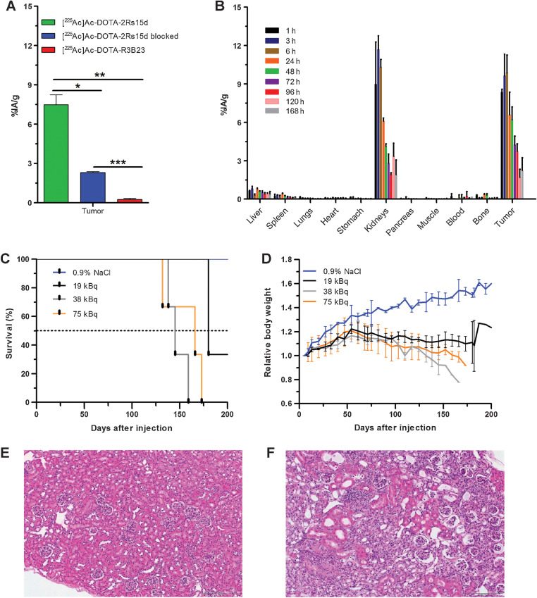 Figure 2. In vivo specificity of [225Ac]Ac-DOTA-2Rs15d alone or blocked with excess of cold 2Rs15d, and nontargeting [225Ac]Ac-DOTA-R3B23 after 1 hour p.i. in subcutaneous SKOV-3 tumor-xenografted mice (A). *, P < 0.00015; **, P < 0.00004; ***, P < 0.000003. B, Time-dependent biodistribution of [225Ac]Ac-DOTA-2Rs15d in a subcutaneous SKOV-3 tumor-xenografted mouse model. C–F, Dose-escalation study of [225Ac]Ac-DOTA-2Rs15d in healthy C57Bl/6 mice with Kaplan–Meier survival plots (C) and relative body weight (D) in various groups of treated mice. Histopathologic analysis of kidney's sections from mice receiving only vehicle solution 0.9% NaCl (E) and 19 kBq of [225Ac]Ac-DOTA-2Rs15d (F).