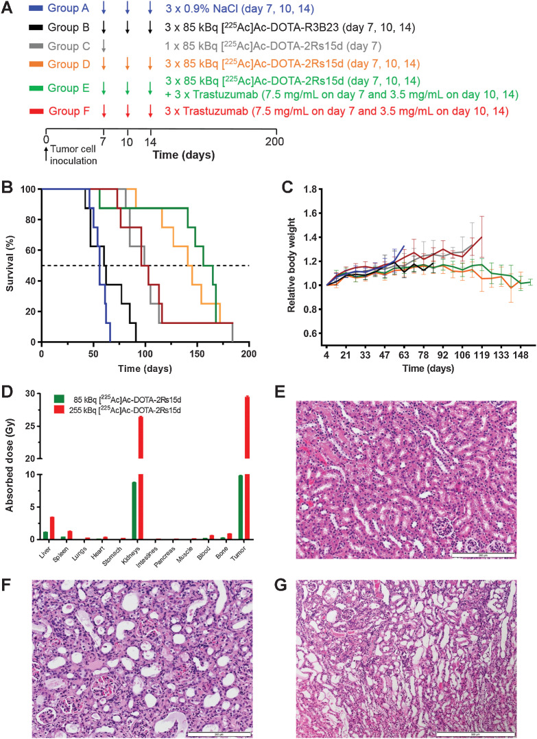 Figure 4. Therapy with [225Ac]Ac-DOTA-2Rs15d improves survival of mice bearing disseminated intraperitoneal SKOV3.IP1 tumors. Treatment schedules (A) and Kaplan–Meier survival plots (B) together with relative body weight (C) in various groups of treated mice. D, Calculated absorbed doses (Gy), without considering of RBE factor 5 for α-particles, in normal organs and tumor for one single therapeutic injection 85 kBq and total therapeutic activity 255 kBq of [225Ac]Ac-DOTA-2Rs15d. H&E sections of kidneys from mice receiving 0.9% NaCl (E), one single dose (F) and three injections (G) of [225Ac]Ac-DOTA-2Rs15d.