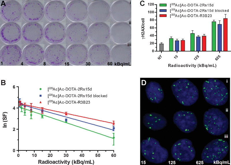 Figure 1. Cytotoxic activity of (i) [225Ac]Ac-DOTA-2Rs15d alone or (ii) blocked with cold 2Rs15d; and (iii) nontargeting [225Ac]Ac-DOTA-R3B23 control probe on SKOV-3 cells determined via clonogenic (A and B) and DNA double-strand break (C and D) assays. Representative images (A) and SFs (B) of SKOV-3 cells from clonogenic assay. C, The average number of γH2AX-foci quantified per cell; NT - control cells nontreated with radioactivity. D, Representative images of detected γH2AX-foci in treated SKOV-3 cells.