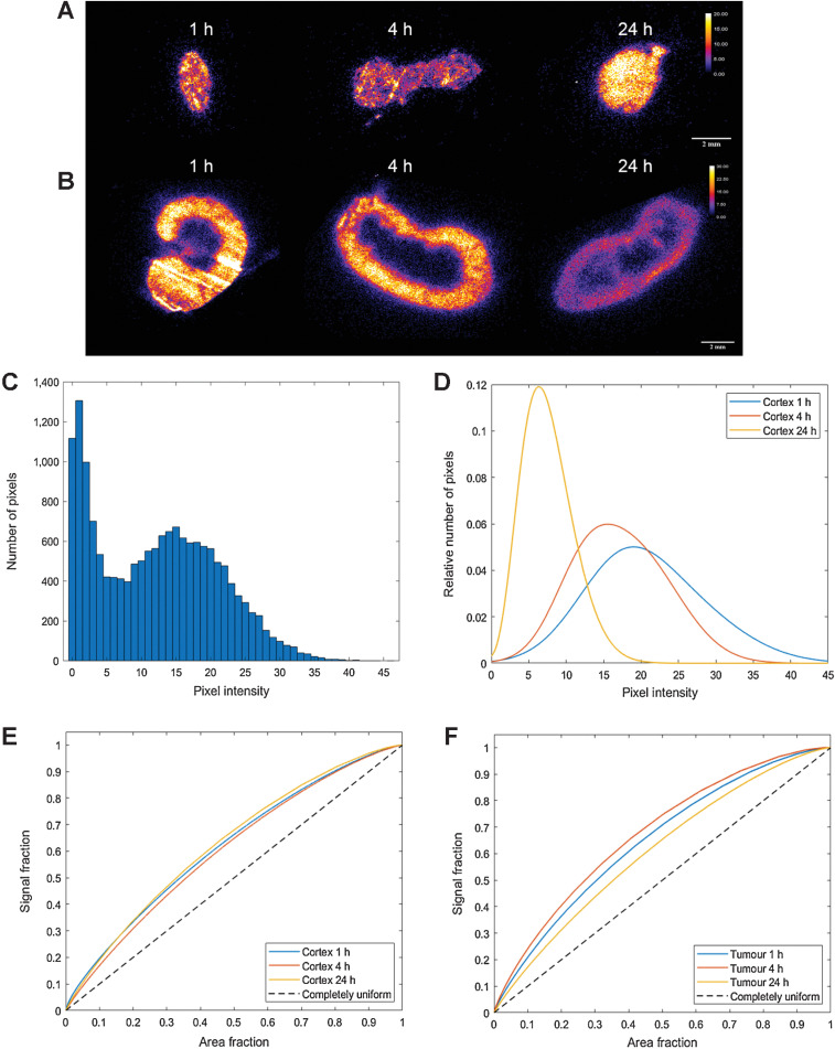 Figure 3. α-camera imaging of [225Ac]Ac-DOTA-2Rs15d activity distribution in cryo-sectioned HER2pos tumors (A) and kidneys (B) of subcutaneous SKOV-3 xenografts. All images were taken at 1, 4, and 24 hours p.i. C, Histogram of the activity distribution of an α-camera image of kidneys 4 hours p.i. derived from ROIs encompassing the whole kidney area, including both cortex and medulla. D, Multi-term gaussian plots fitted to the histogram data of cortex ROI. Homogeneity of cortex (E) and tumor (F) was assessed by plots where the total signal fraction is displayed as a function of the total area fraction. A completely uniform ROI corresponds to a linear function (depicted as a dashed line) and an area under the curve (AUC) of 0.5.