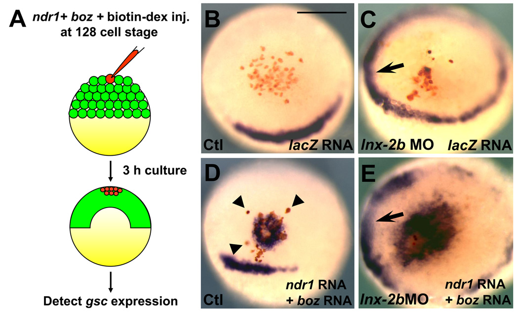 Fig. 3