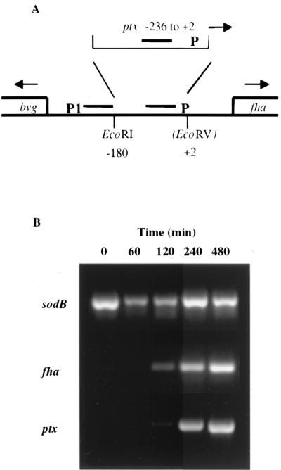 FIG. 1