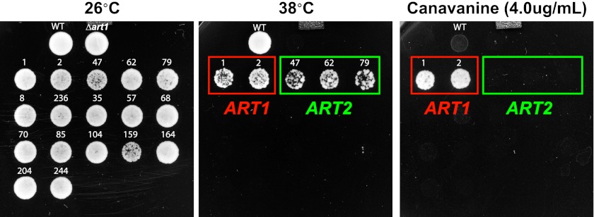 Figure 4—figure supplement 3.