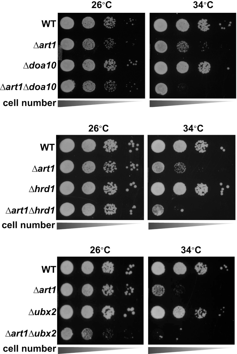 Figure 6—figure supplement 1.