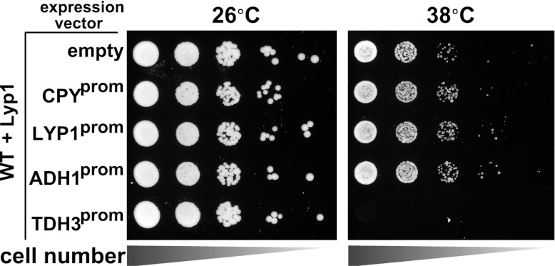 Figure 5—figure supplement 1.