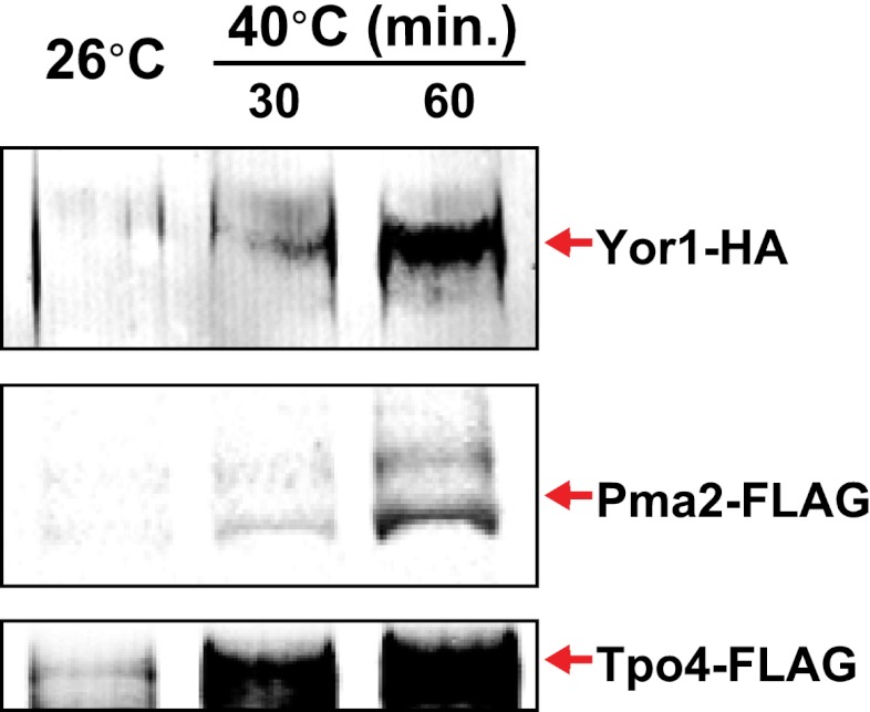 Figure 1—figure supplement 6.