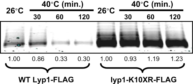 Figure 5—figure supplement 2.