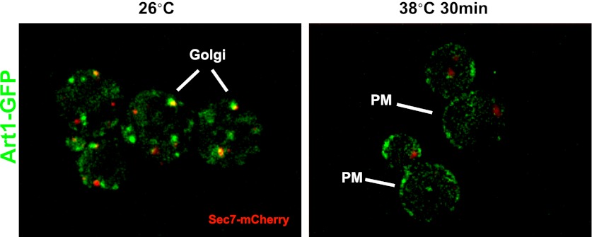 Figure 4—figure supplement 2.