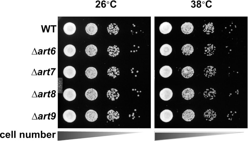 Figure 4—figure supplement 1.