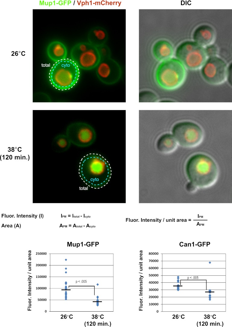 Figure 1—figure supplement 1.