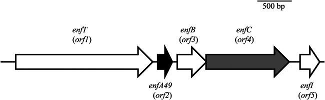 FIG 5