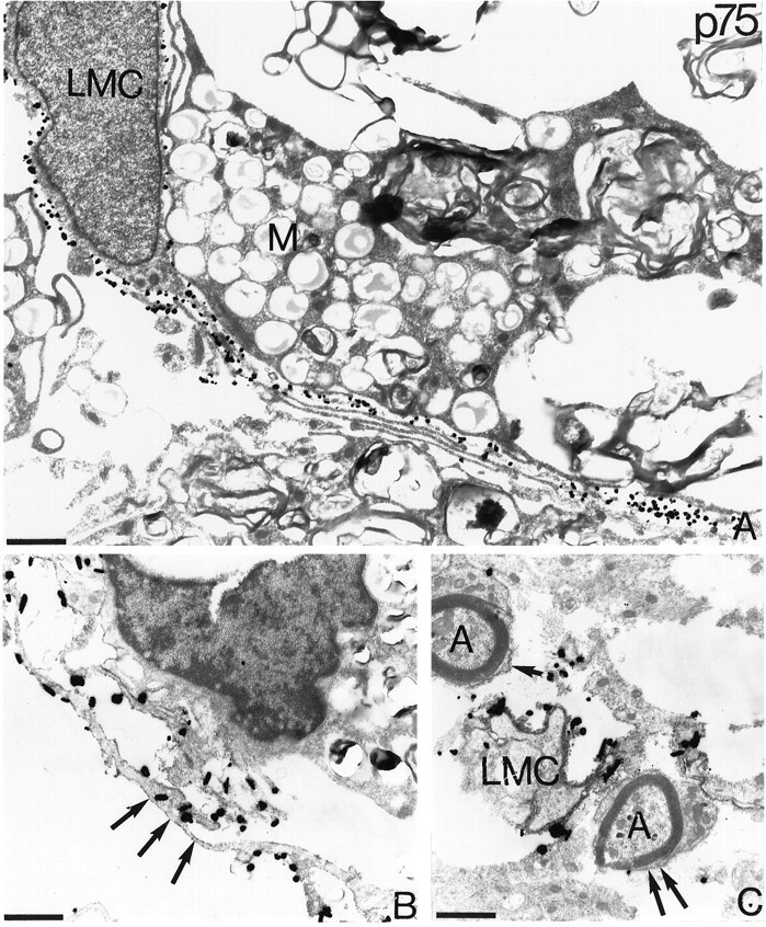 Fig. 10.